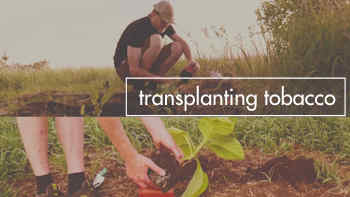 Growing Tabacco